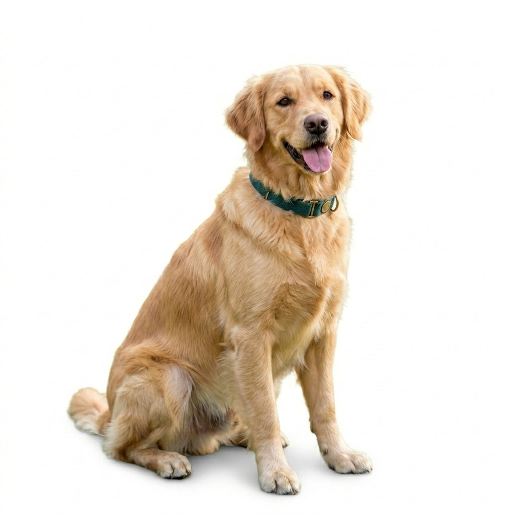 Dogs